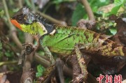 赤峰云南南滚河保护区首次发现红唇棘蜥