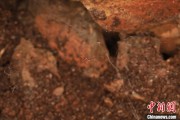 赤峰江西发现蜘蛛新物种 为研究呵叻蛛属适应区域提供依据