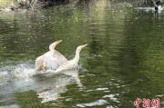 赤峰吉林：罕见白鸬鹚连续两年“故地重游”
