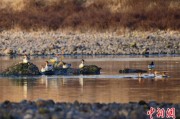赤峰歙县完成安徽首个县域生物多样性调查 共记录物种近4千种